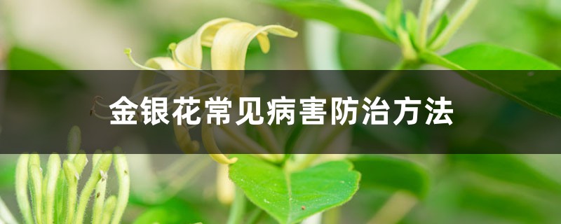 <b>金银花常见病害防治方法</b>