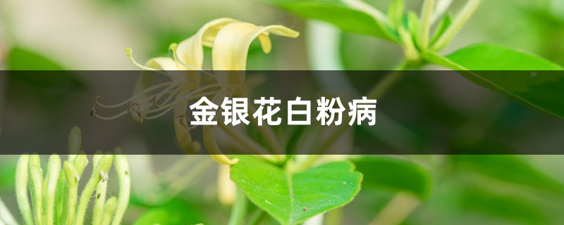 <b>金银花白粉病</b>