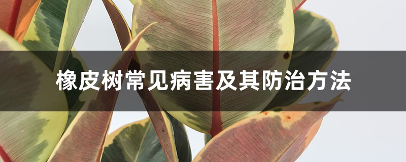 <b>橡皮树常见病害及其防治方法</b>