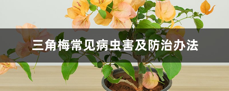 <b>三角梅常见病虫害及防治办法</b>