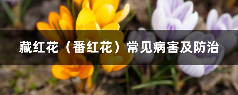 <b>藏红花（番红花）常见病害及防治</b>