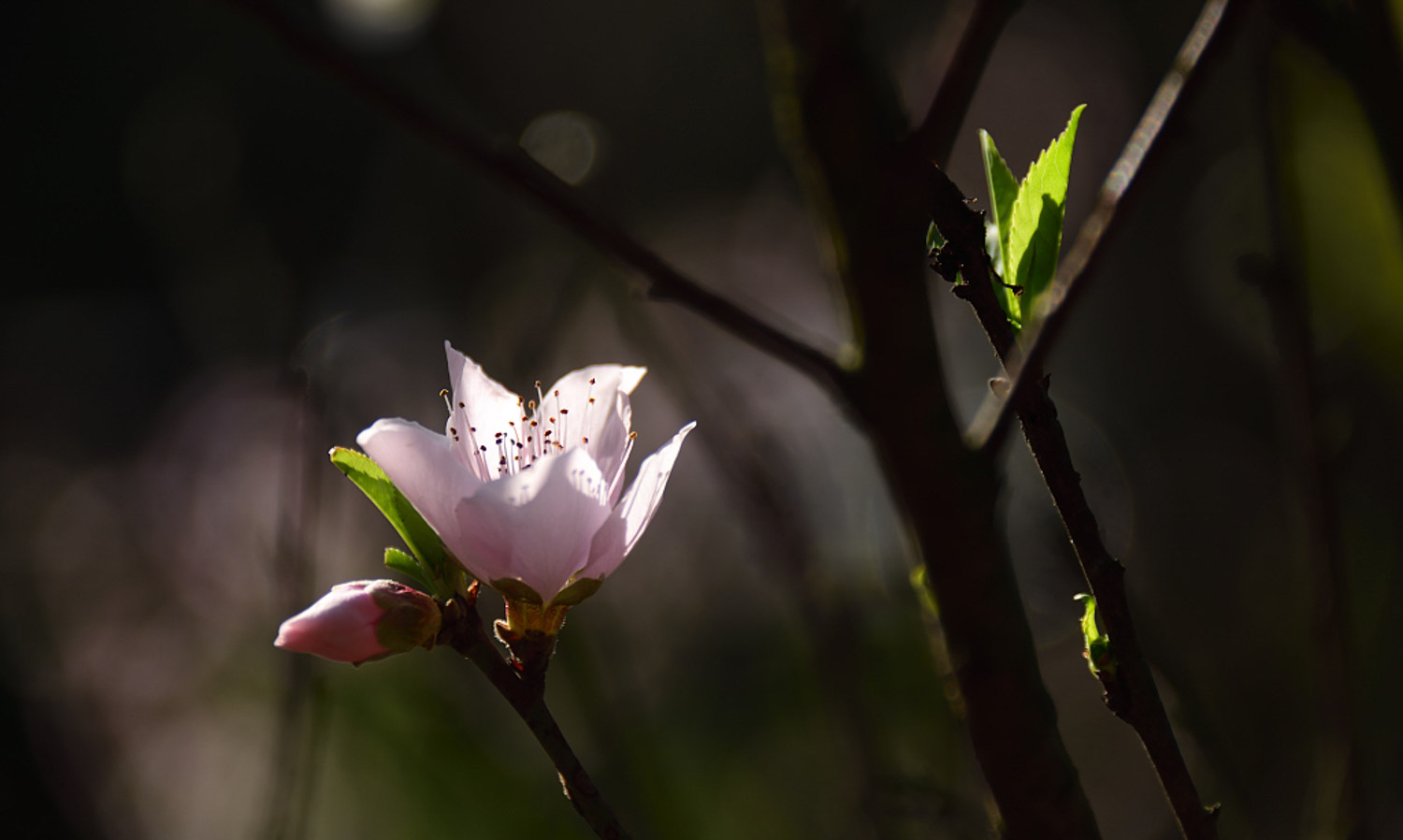 桃花的病害防治