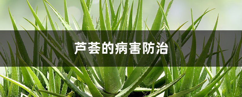 <b>芦荟的病害防治</b>