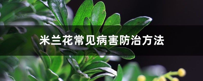 <b>米兰花常见病害防治方法</b>