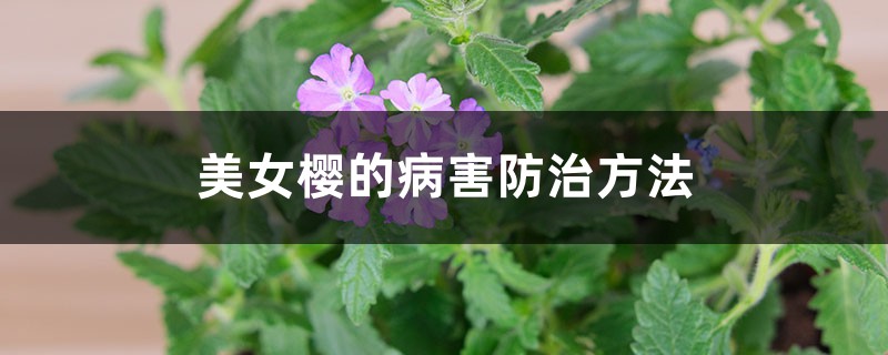 <strong>美女樱的病害防治方法</strong>