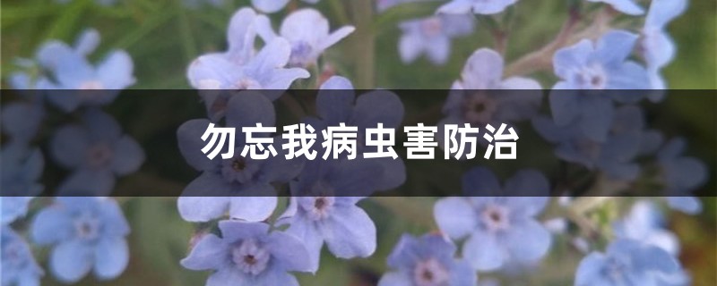 <b>勿忘我病虫害防治</b>