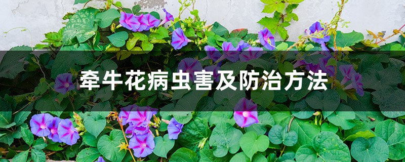 <strong>牵牛花病虫害及防治方法</strong>