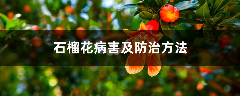 <b>石榴花病害及防治方法</b>