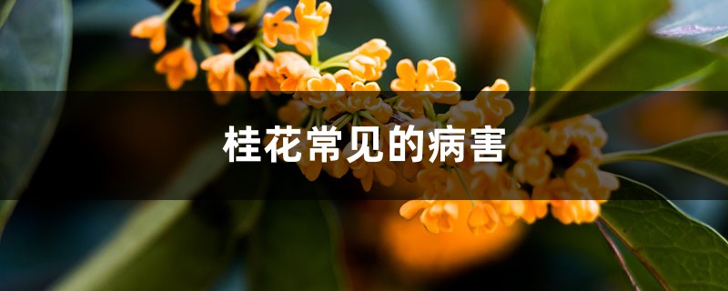 <b>桂花常见的病害</b>