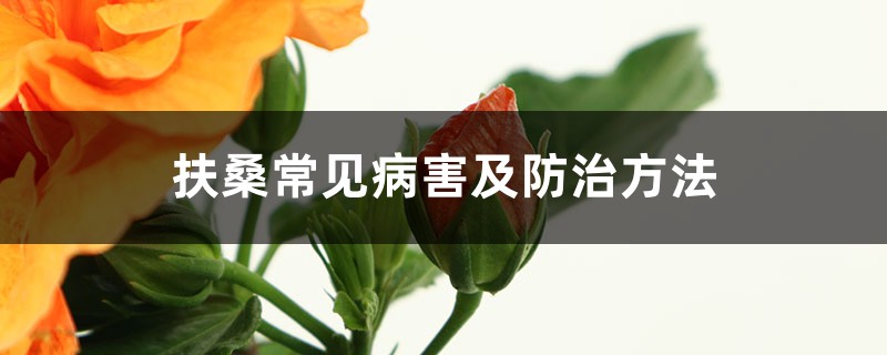 <b>扶桑常见病害及防治方法</b>