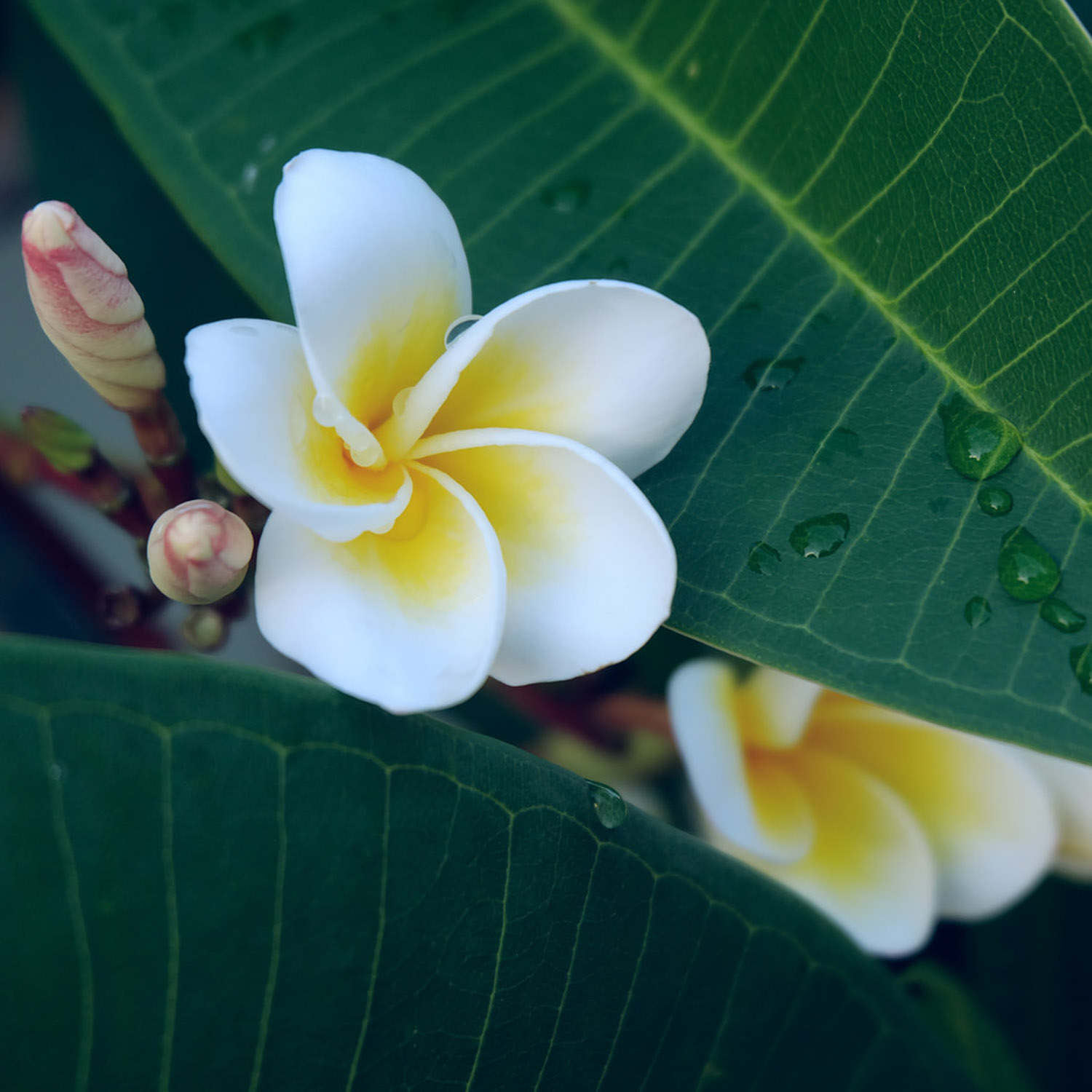 鸡蛋花病虫害防治方法