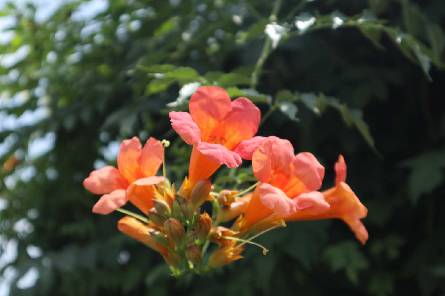 凌霄花常见病害及防治方法