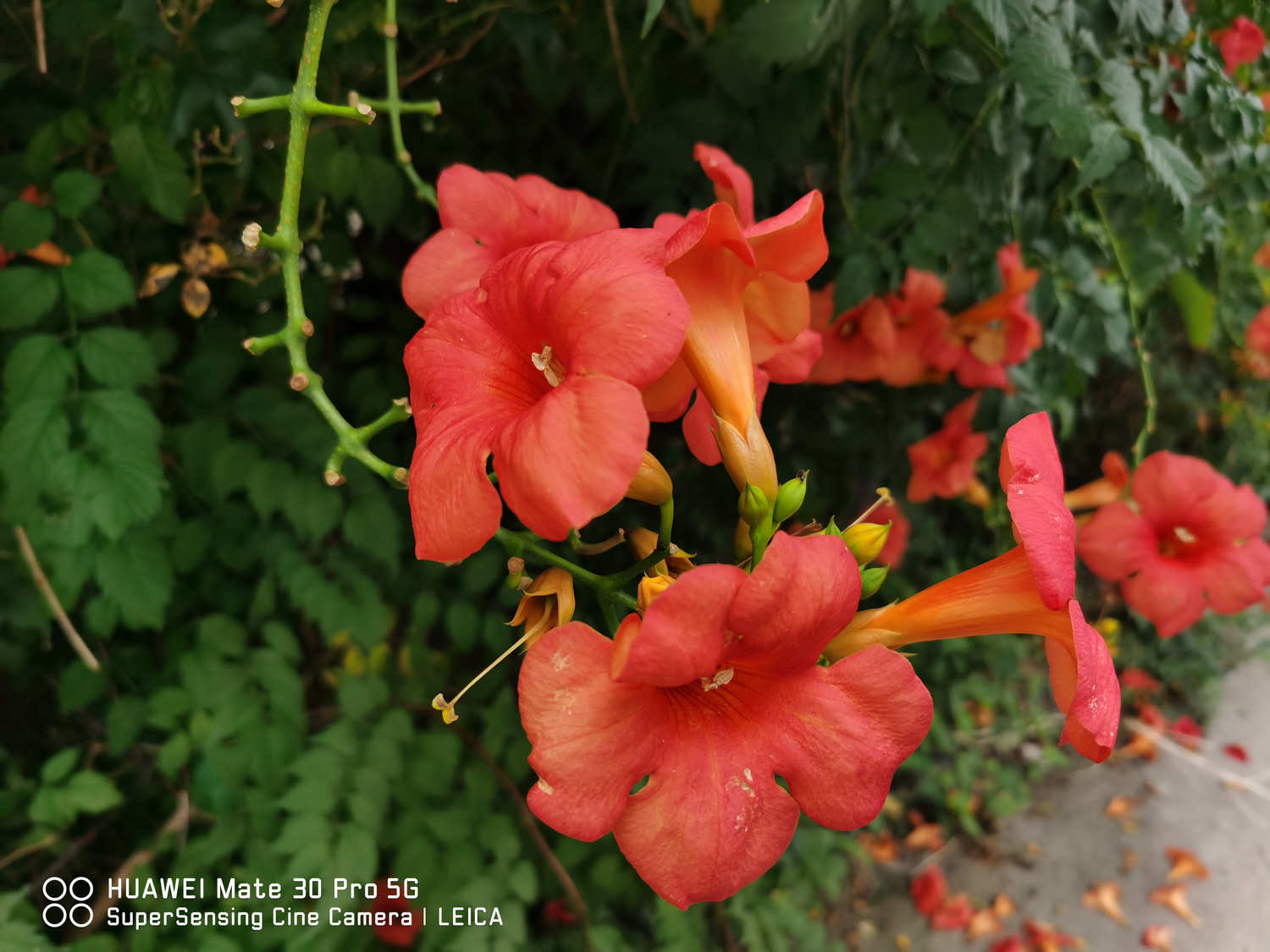 凌霄花常见病害及防治方法