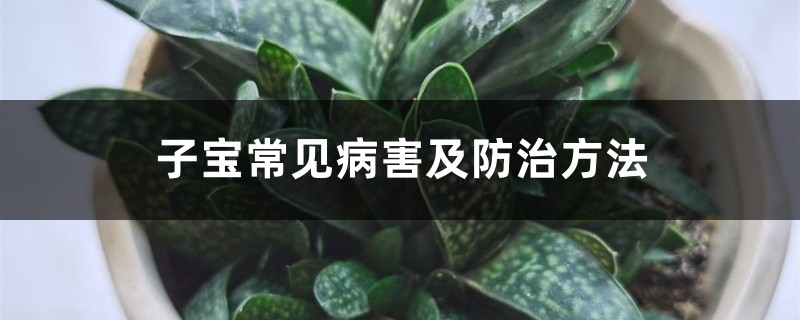 <strong>子宝常见病害及防治方法</strong>