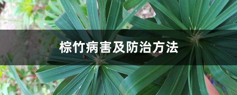 <b>棕竹病害及防治方法</b>