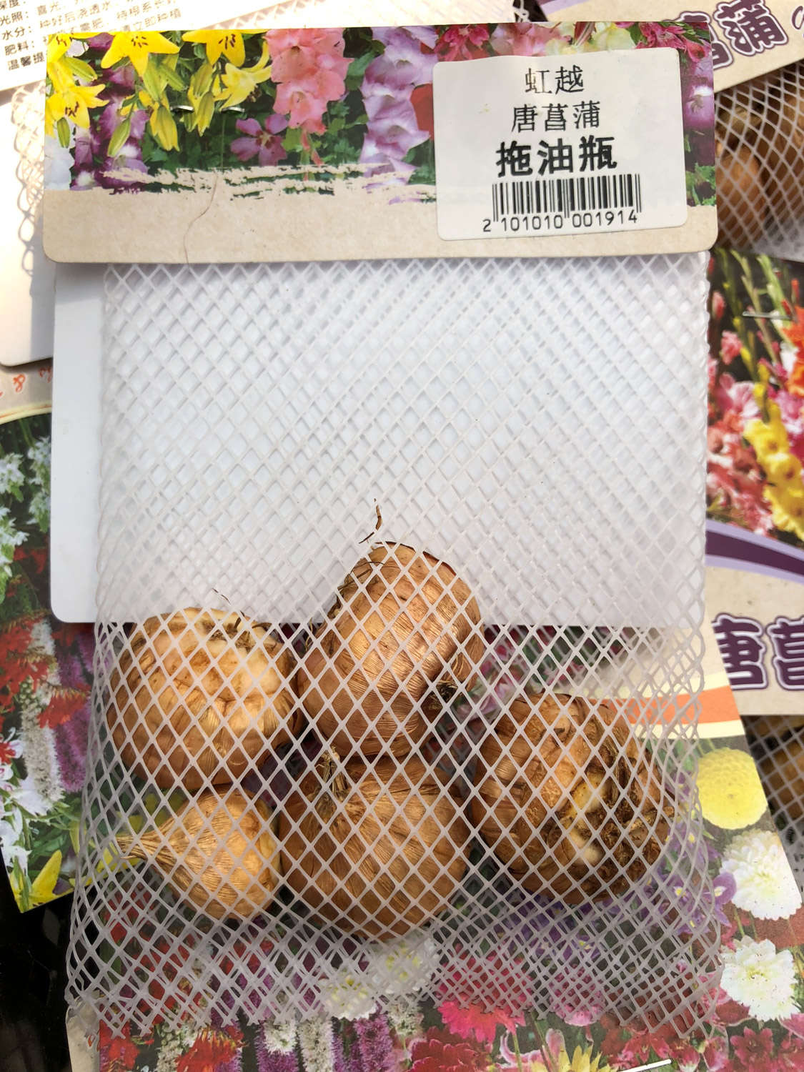 唐菖蒲（剑兰）病害及防治方法