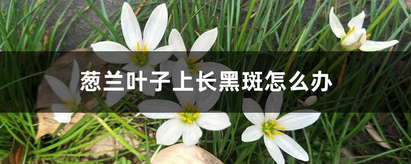 <b>葱兰叶子上长黑斑怎么解决，怎么处理</b>