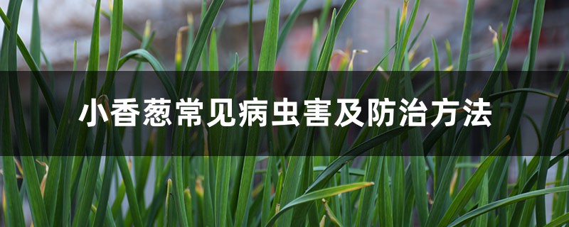 <b>小香葱常见病虫害及防治方法</b>