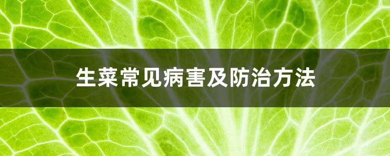 <b>生菜常见病害及防治方法</b>