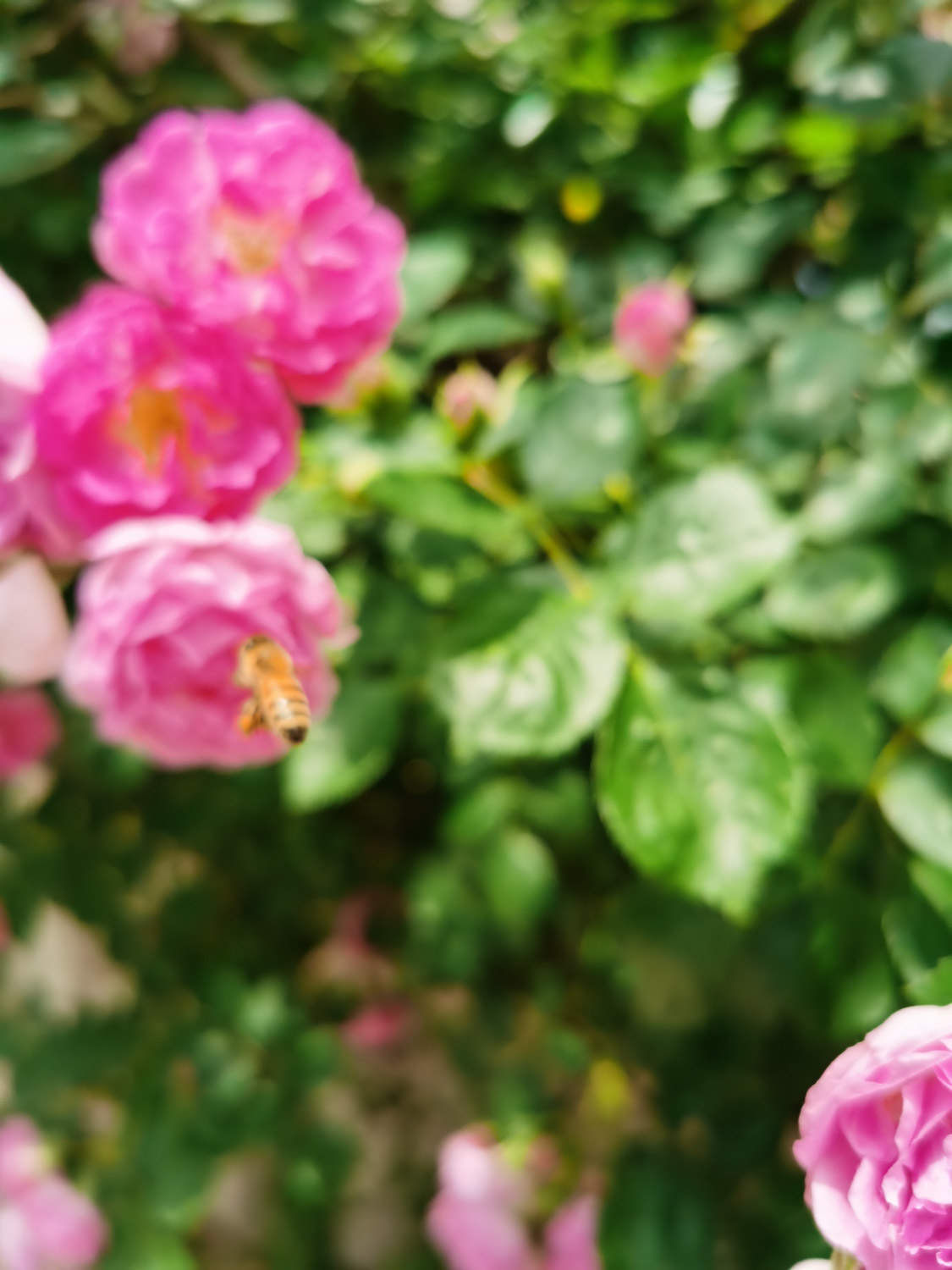 蔷薇 蔷薇花病害及防治方法