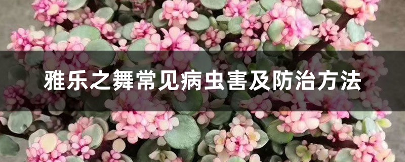 <b>雅乐之舞常见病虫害及防治方法</b>