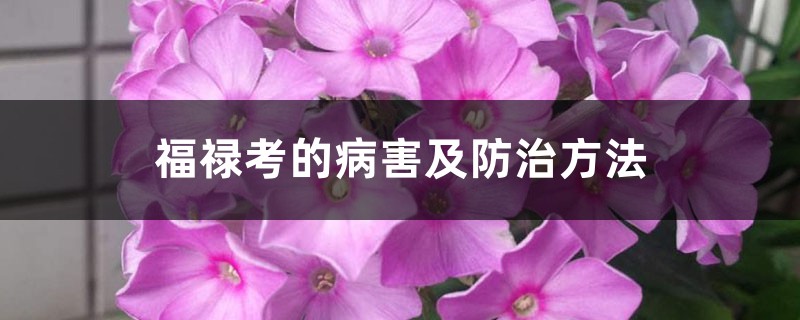 <strong>福禄考的病害及防治方法</strong>