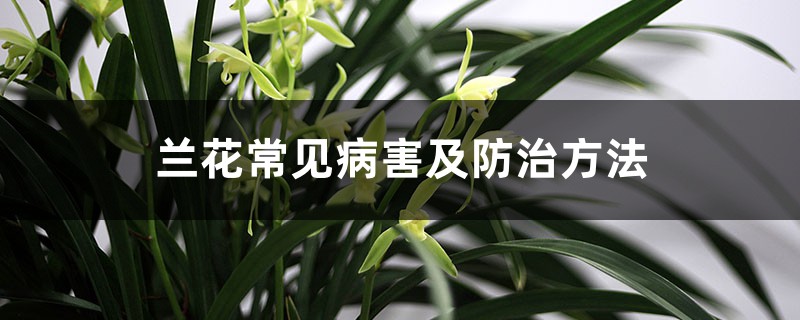 <b>兰花常见病害及防治方法</b>