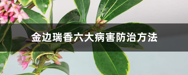 <strong>金边瑞香六大病害防治方法</strong>