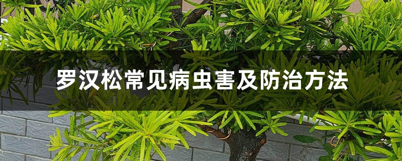 <b>罗汉松常见病虫害及防治方法</b>