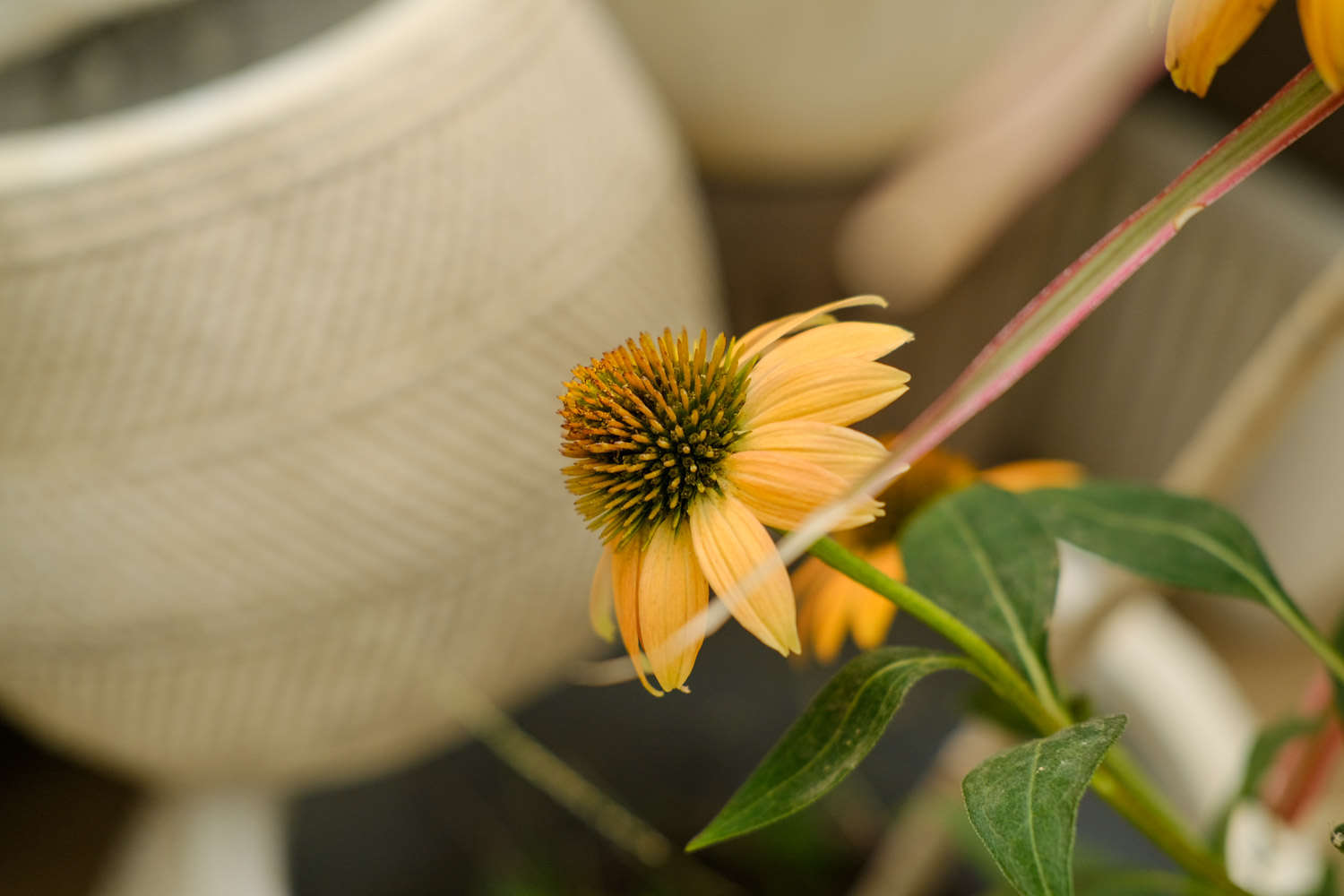 松果菊 松果菊的病害和防治方法