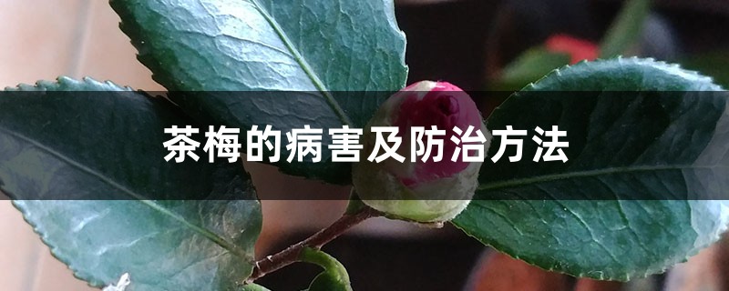 <b>茶梅的病害及防治方法</b>