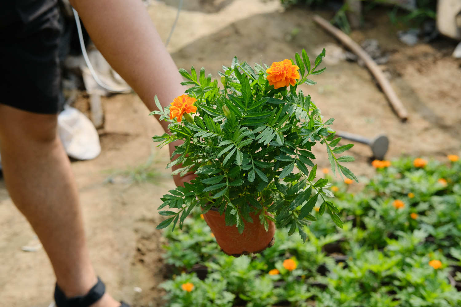 万寿菊的病虫害及其防治