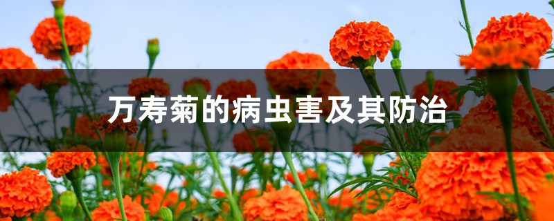 <strong>万寿菊的病虫害及其防治</strong>