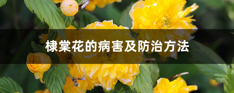 <strong>棣棠花的病害及防治方法</strong>