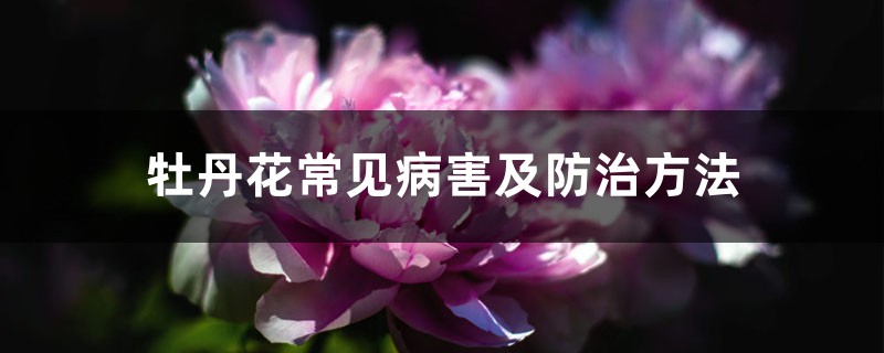 <b>牡丹花常见病害及防治方法</b>