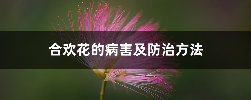 <strong>合欢花的病害及防治方法</strong>