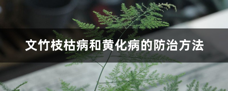 <b>文竹枝枯病和黄化病的防治方法</b>