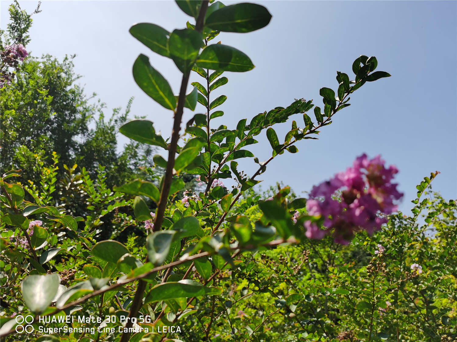 紫薇花常见病害及防治方法