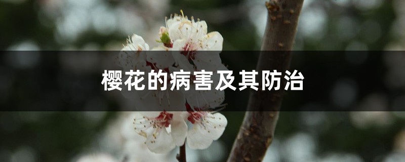 <strong>樱花的病害及其防治</strong>