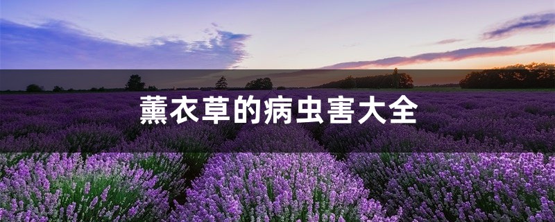 <b>薰衣草的病虫害大全</b>