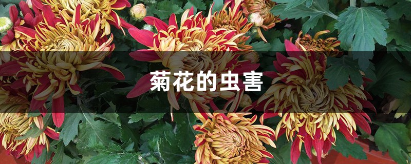 <b>菊花的虫害</b>