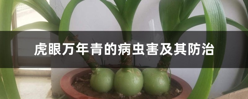 <b>虎眼万年青的病虫害及其防治</b>