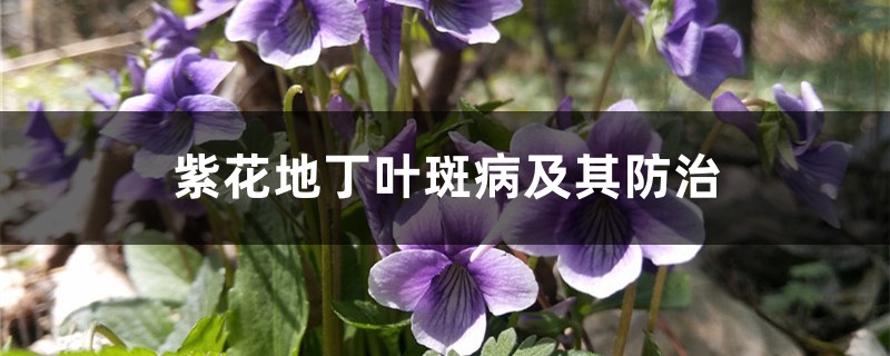 <b>紫花地丁叶斑病及其防治</b>