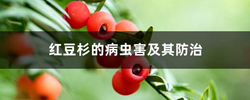 <b>红豆杉的病虫害及其防治</b>