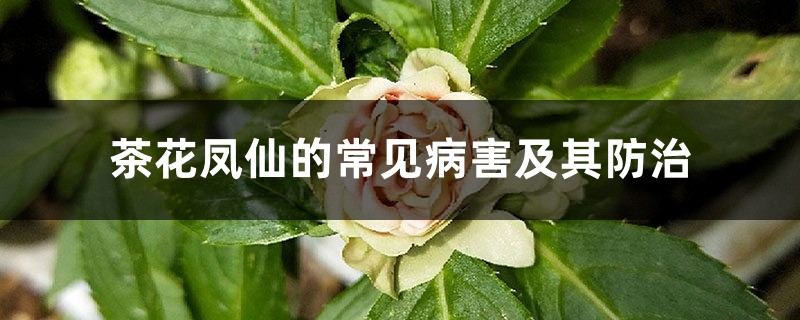 <b>茶花凤仙的常见病害及其防治</b>