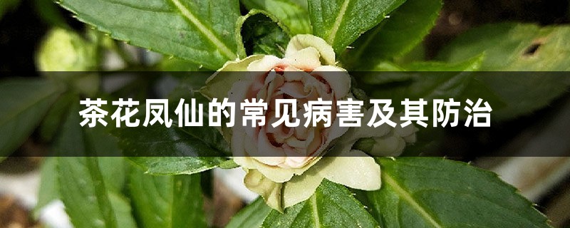 <strong>茶花凤仙的常见病害及其防治</strong>