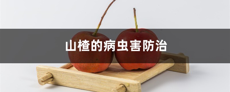 <b>山楂的病虫害防治</b>