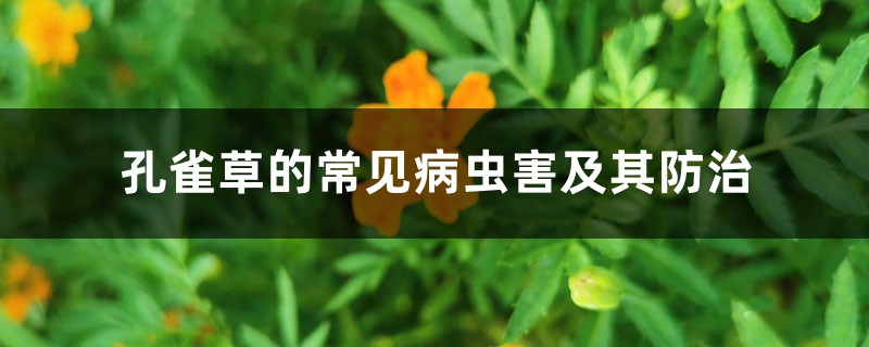 <strong>孔雀草的常见病虫害及其防治</strong>