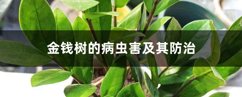 <strong>金钱树的病虫害及其防治</strong>