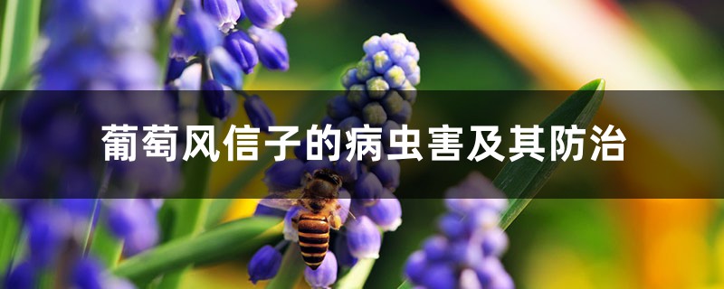 <b>葡萄风信子的病虫害及其防治</b>